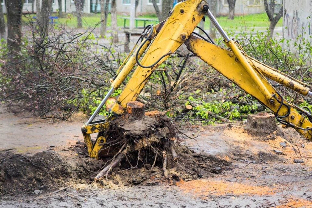 tree stump removal