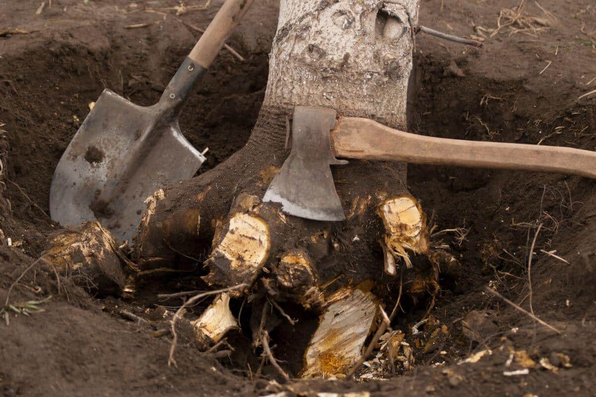 tree stump removal