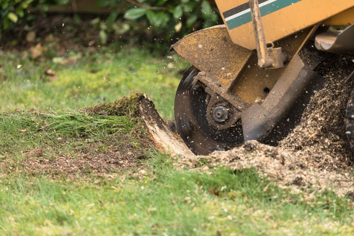 Tree Stump Grinding