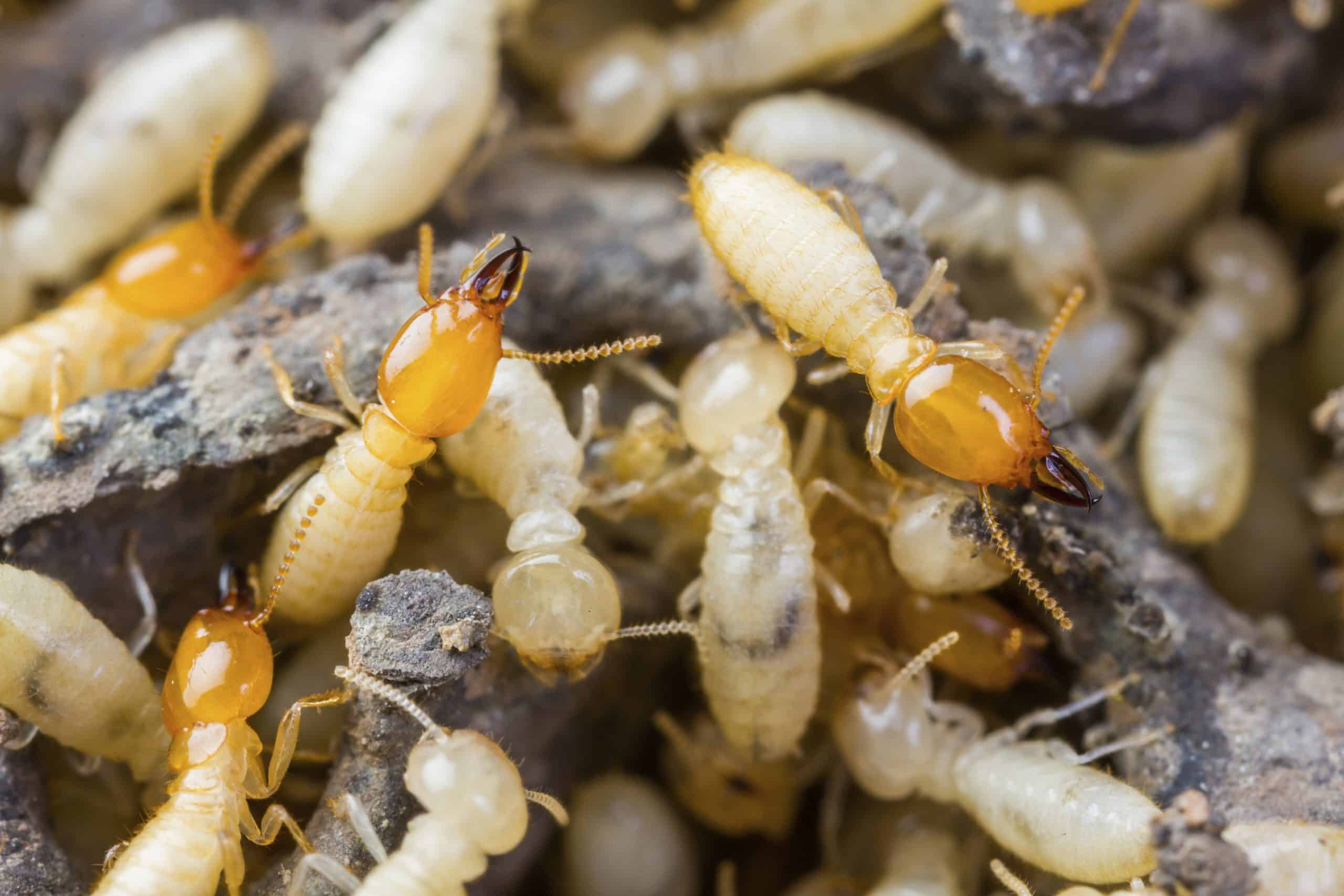Termite Control Sydney: How to Protect Your Home Year-Round
