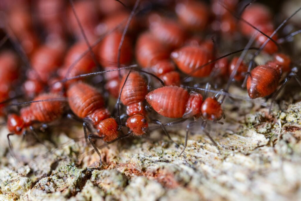 How Termite Barrier Sydney Systems Work to Keep Your Property Safe