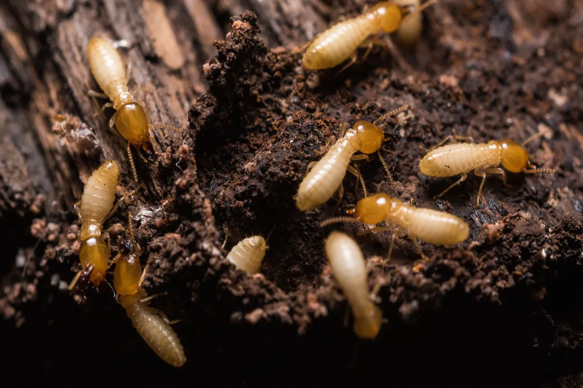 How Termite Barrier Sydney Systems Work to Keep Your Property Safe