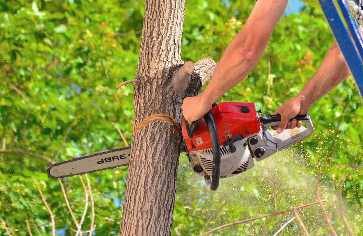 Tree Removal Company