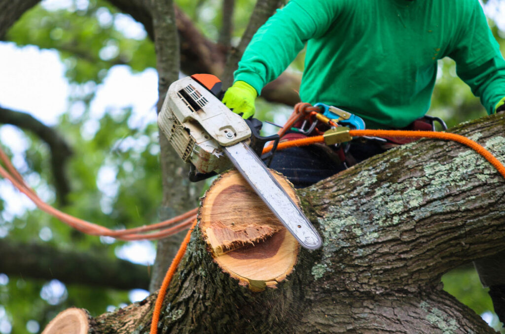 Tree Removal Company